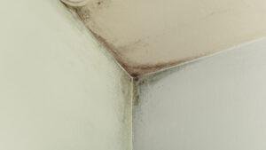 Close-up of ceiling mold in a Florida home